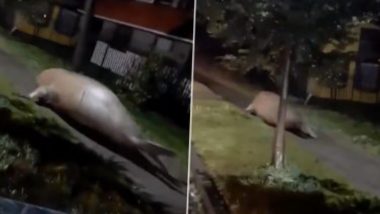Giant Walrus Running On Florida Streets?: ইয়ানের তাণ্ডবে ফ্লোরিডার রাস্তায় ঘুরছে হাঙড়! দেখুন ভিডিও